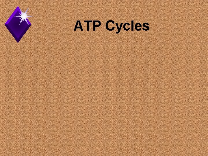 ATP Cycles 