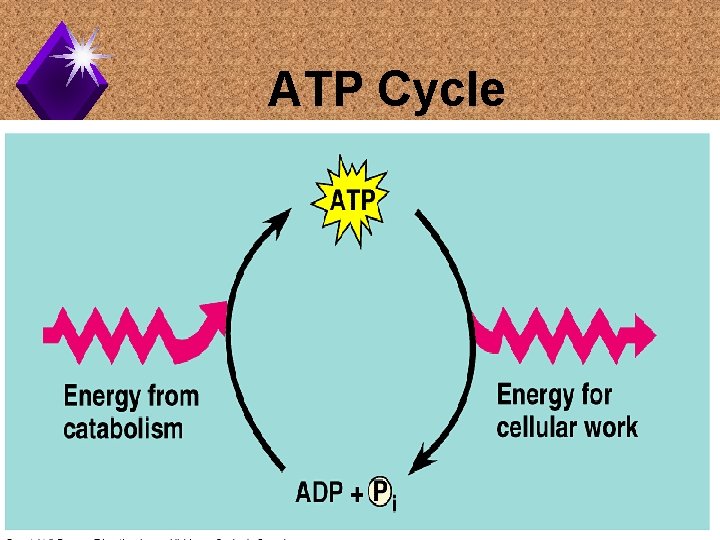 ATP Cycle 