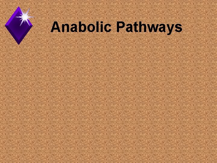 Anabolic Pathways 