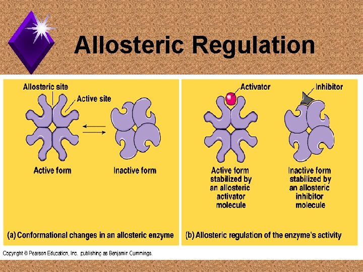 Allosteric Regulation 