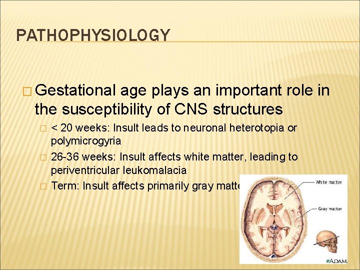 PATHOPHYSIOLOGY � Gestational age plays an important role in the susceptibility of CNS structures