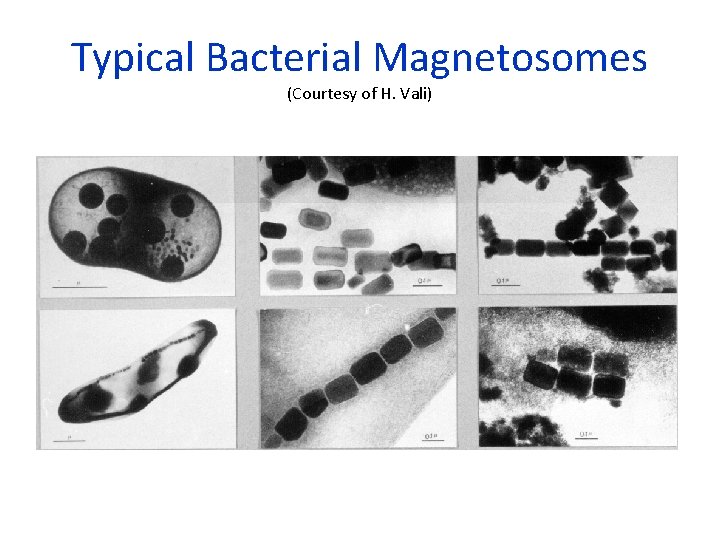 Typical Bacterial Magnetosomes (Courtesy of H. Vali) 