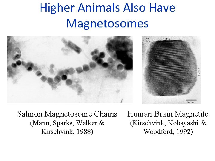 Higher Animals Also Have Magnetosomes Salmon Magnetosome Chains Human Brain Magnetite (Mann, Sparks, Walker