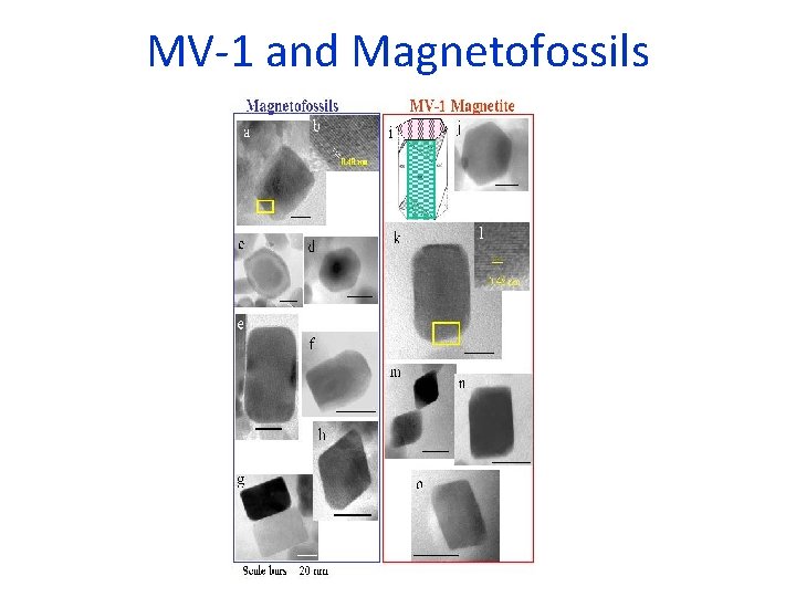 MV-1 and Magnetofossils 