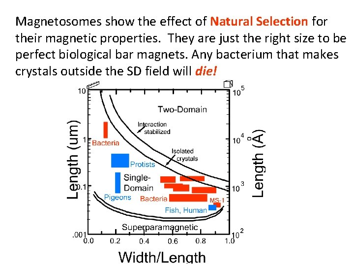 Magnetosomes show the effect of Natural Selection for their magnetic properties. They are just