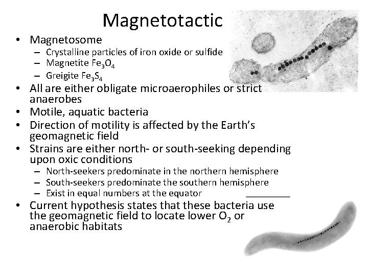 Magnetotactic • Magnetosome – Crystalline particles of iron oxide or sulfide – Magnetite Fe