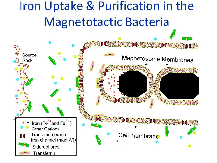 Iron Uptake & Purification in the Magnetotactic Bacteria 