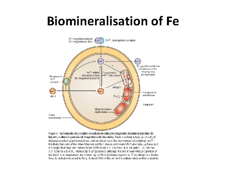 Biomineralisation of Fe 