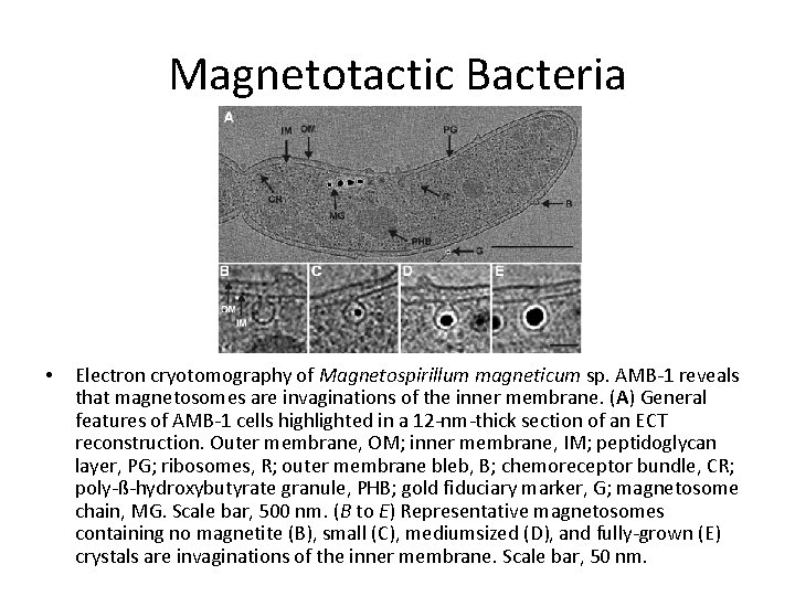 Magnetotactic Bacteria • Electron cryotomography of Magnetospirillum magneticum sp. AMB-1 reveals that magnetosomes are