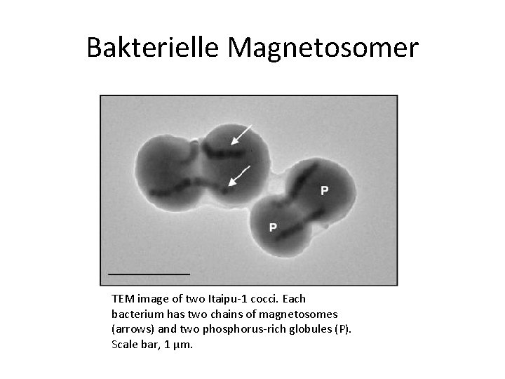 Bakterielle Magnetosomer TEM image of two Itaipu-1 cocci. Each bacterium has two chains of