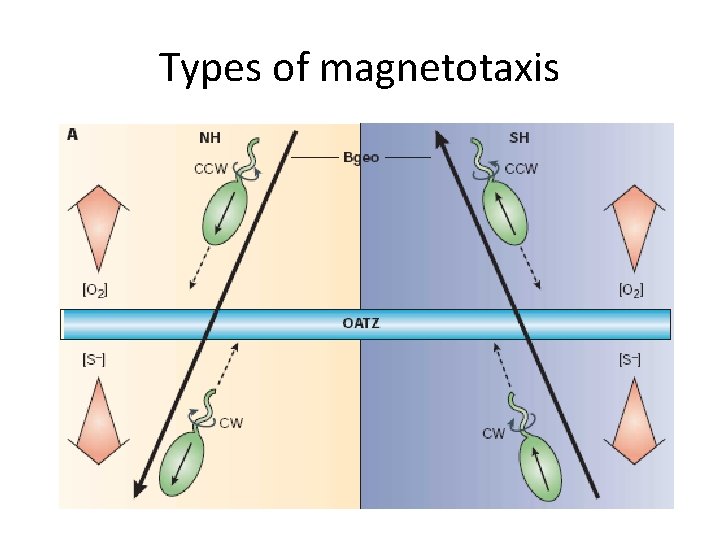 Types of magnetotaxis 