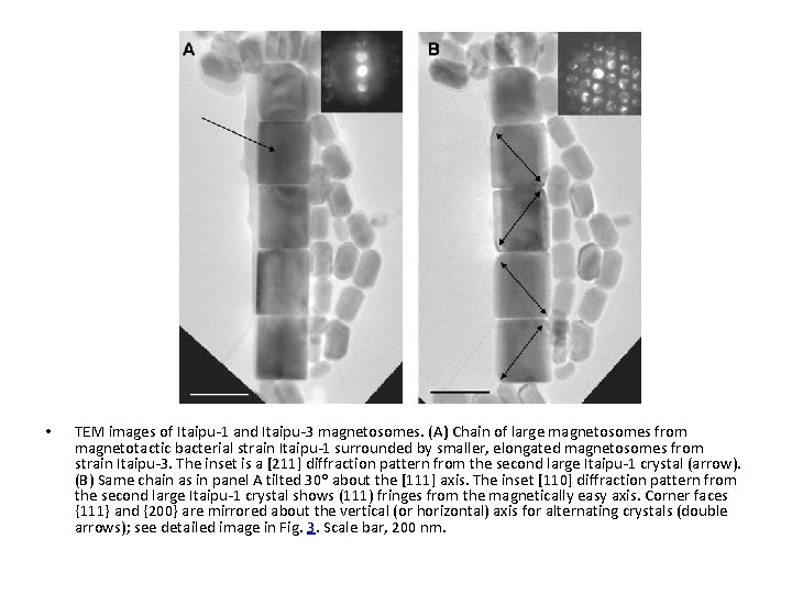  • TEM images of Itaipu-1 and Itaipu-3 magnetosomes. (A) Chain of large magnetosomes