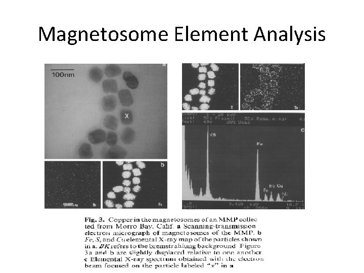 Magnetosome Element Analysis 