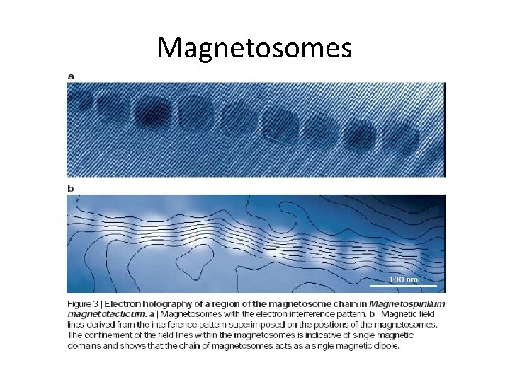 Magnetosomes 