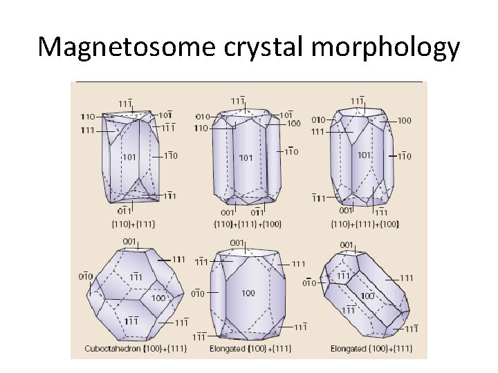 Magnetosome crystal morphology 