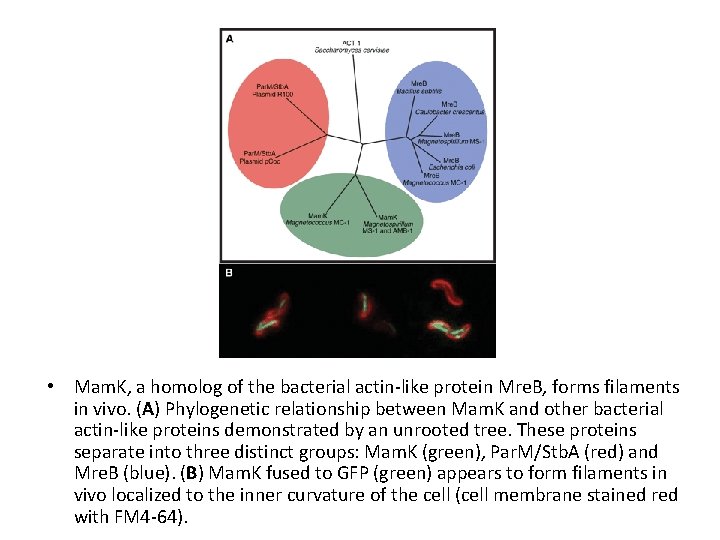  • Mam. K, a homolog of the bacterial actin-like protein Mre. B, forms