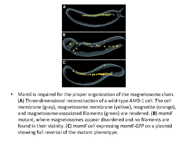  • Mam. K is required for the proper organization of the magnetosome chain.