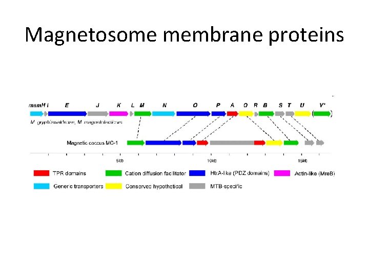 Magnetosome membrane proteins 