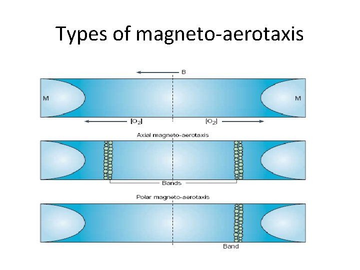 Types of magneto-aerotaxis 