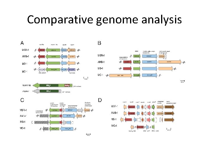 Comparative genome analysis 
