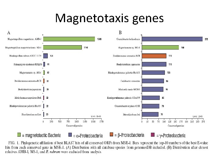 Magnetotaxis genes 