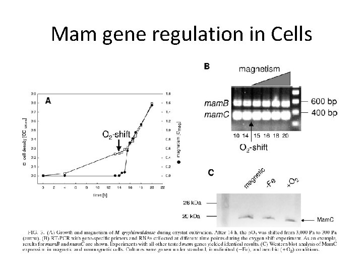 Mam gene regulation in Cells 