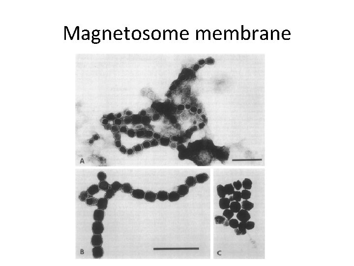 Magnetosome membrane 