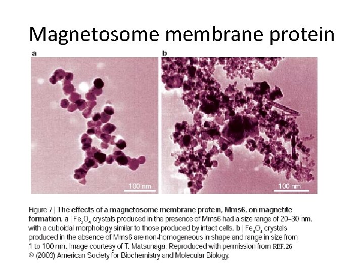 Magnetosome membrane protein 