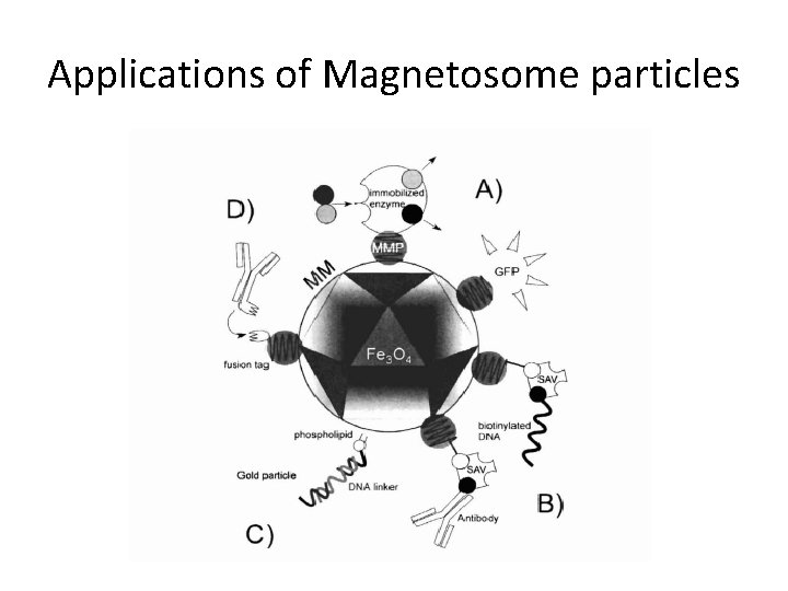 Applications of Magnetosome particles 