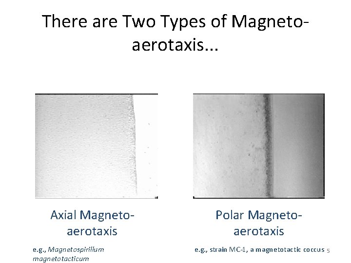 There are Two Types of Magnetoaerotaxis. . . Axial Magnetoaerotaxis e. g. , Magnetospirillum