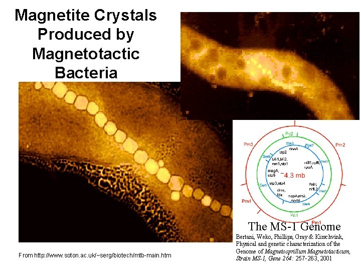 Magnetite Crystals Produced by Magnetotactic Bacteria The MS-1 Genome From http: //www. soton. ac.