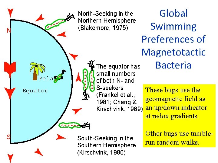Global Swimming Preferences of Magnetotactic The equator has Bacteria North-Seeking in the Northern Hemisphere