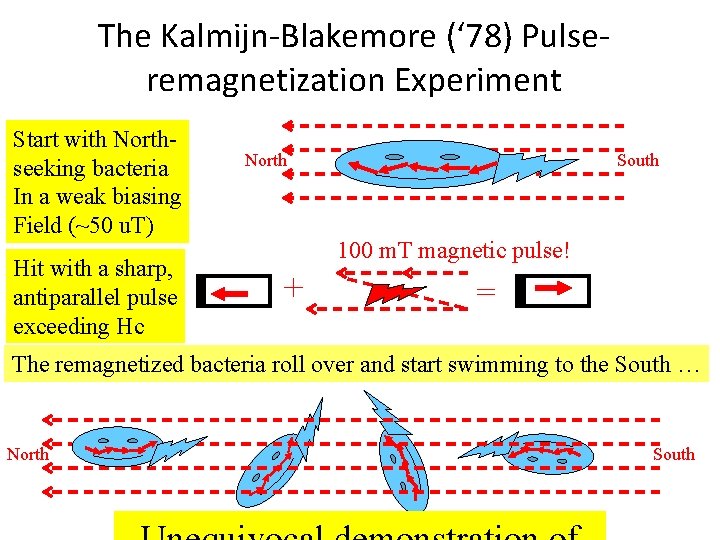 The Kalmijn-Blakemore (‘ 78) Pulseremagnetization Experiment Start with Northseeking bacteria In a weak biasing