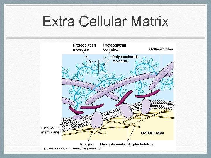Extra Cellular Matrix 
