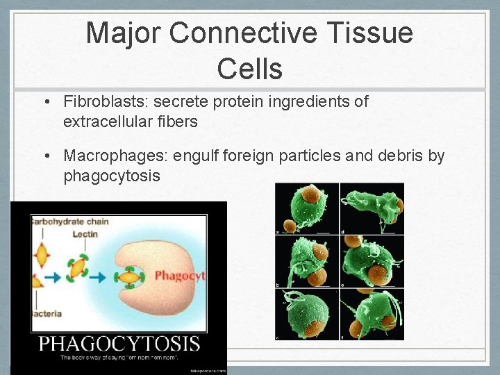 Major Connective Tissue Cells • Fibroblasts: secrete protein ingredients of extracellular fibers • Macrophages: