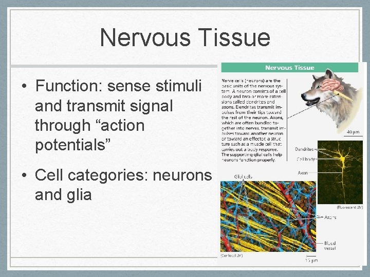 Nervous Tissue • Function: sense stimuli and transmit signal through “action potentials” • Cell