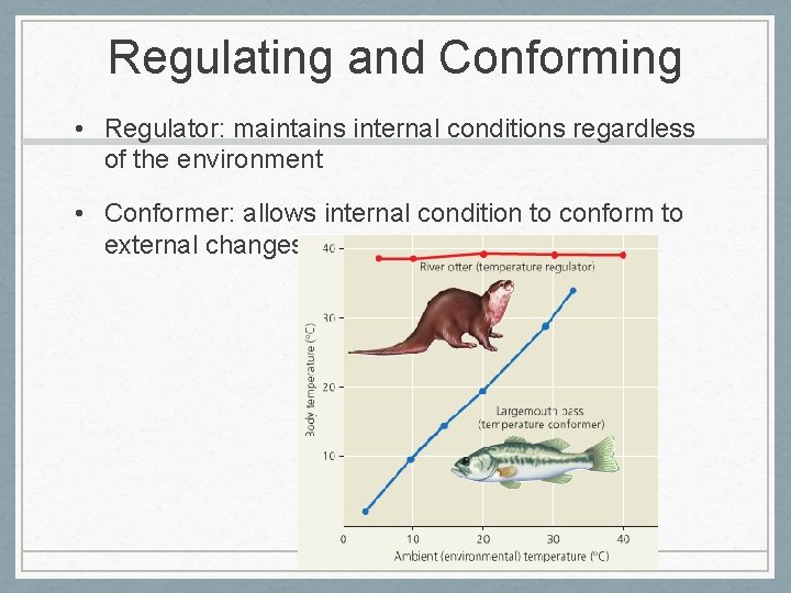 Regulating and Conforming • Regulator: maintains internal conditions regardless of the environment • Conformer: