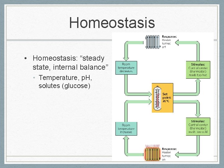 Homeostasis • Homeostasis: “steady state, internal balance” • Temperature, p. H, solutes (glucose) 