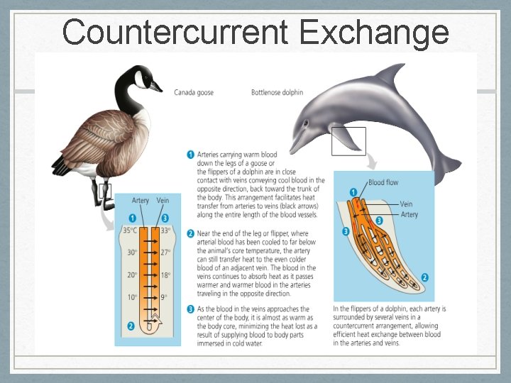 Countercurrent Exchange 