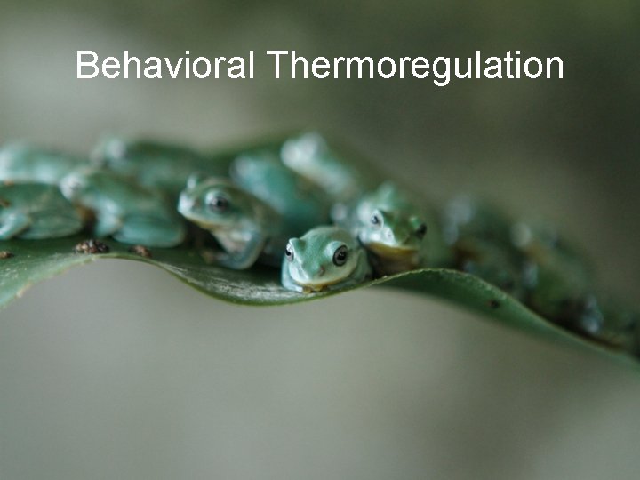 Behavioral Thermoregulation 