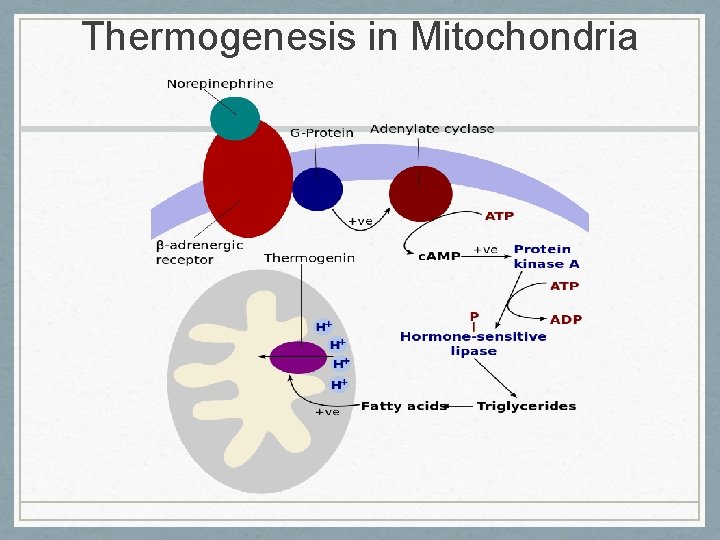 Thermogenesis in Mitochondria 