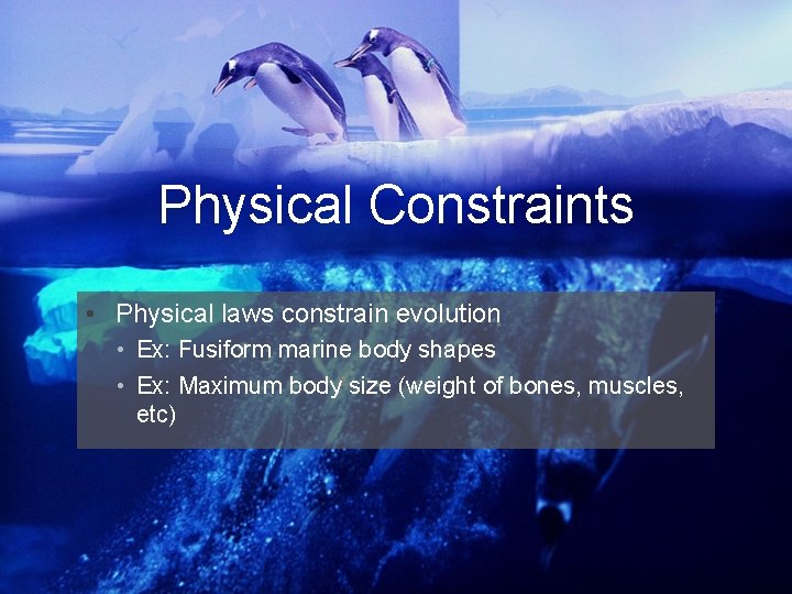 Physical Constraints • Physical laws constrain evolution • Ex: Fusiform marine body shapes •