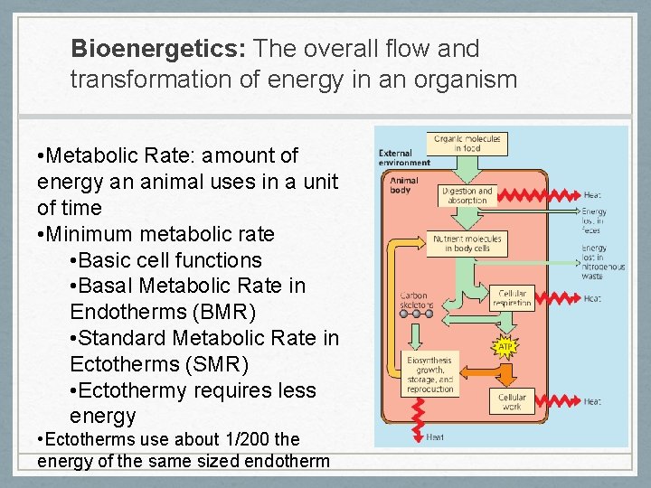 Bioenergetics: The overall flow and transformation of energy in an organism • Metabolic Rate: