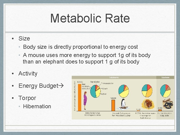 Metabolic Rate • Size • Body size is directly proportional to energy cost •