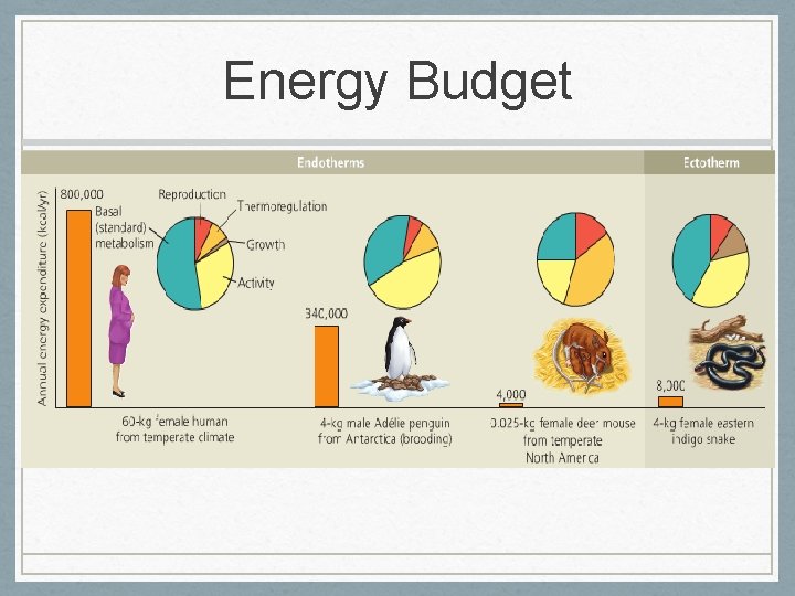 Energy Budget 