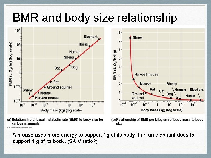 BMR and body size relationship A mouse uses more energy to support 1 g