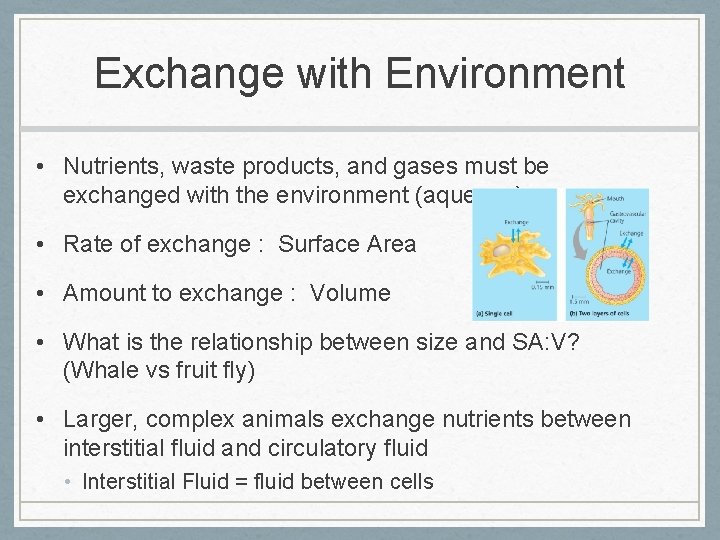 Exchange with Environment • Nutrients, waste products, and gases must be exchanged with the