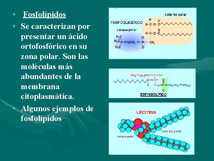  • Fosfolípidos • Se caracterizan por presentar un ácido ortofosfórico en su zona