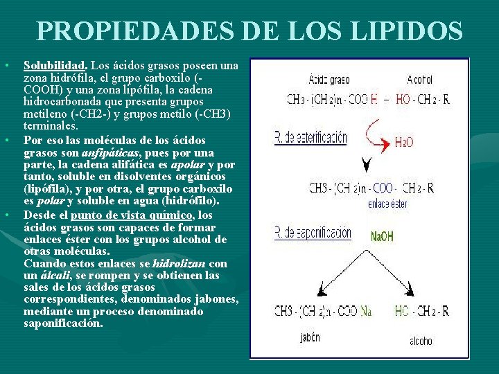 PROPIEDADES DE LOS LIPIDOS • • • Solubilidad. Los ácidos grasos poseen una zona