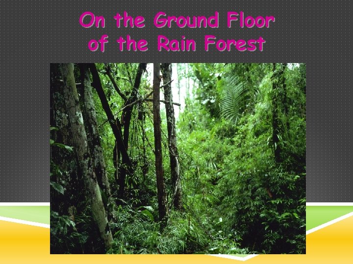 On the Ground Floor of the Rain Forest 